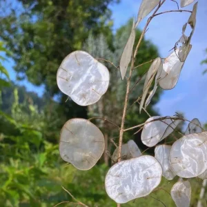 Lunaria Silver Dollar Plant Live Plug - 2.25 inch Pot - Indoor/Outdoor - Image 7