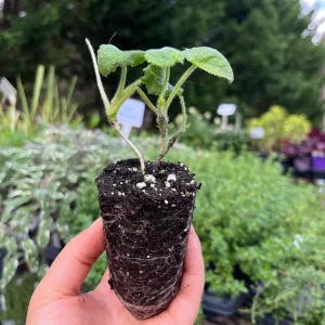 Lunaria Silver Dollar Plant Live Plug - 2.25 inch Pot - Indoor/Outdoor - Image 8