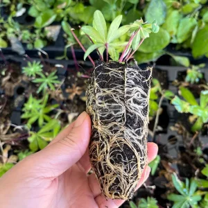 Lupine Russell Mix Live Plant - Multi-color Perennial, Long-blooming, Zone 3 Hardy - Image 3