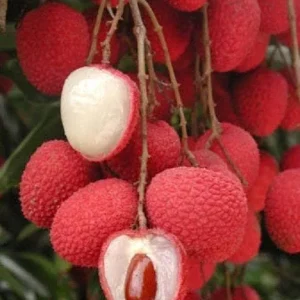 Lychee Tree Live Plant - 3 ft Tall Airlayered, Ships in 3 Gallon Pot - Image 2