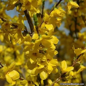 Lynwood Gold Forsythia Bare Root Cuttings - 2 Pack, 1-2 ft Live Plant - Image 2