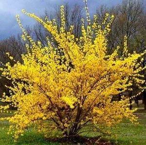 Lynwood Gold Forsythia Bare Root Cuttings - 2 Pack, 1-2 ft Live Plant - Image 3