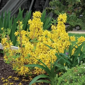 Lynwood Gold Forsythia Live Plant – 2.5 inch Pot – Bright Yellow Blooms – Outdoor Shrub - Image 2