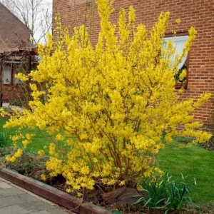 Lynwood Gold Forsythia Live Plant – 2.5 inch Pot – Bright Yellow Blooms – Outdoor Shrub - Image 5