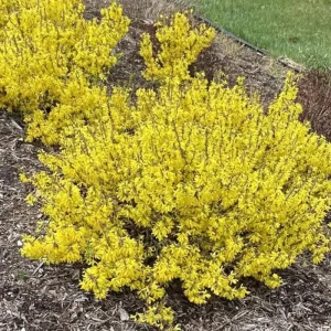 Lynwood Gold Forsythia Live Plant – 2.5 inch Pot – Bright Yellow Blooms – Outdoor Shrub - Image 1