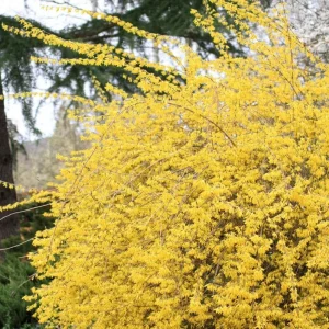 Lynwood Gold Forsythia Live Plant – 2.5 inch Pot – Bright Yellow Blooms – Outdoor Shrub - Image 8
