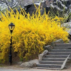 Lynwood Gold Forsythia Live Plant – 4 inch Pot – Outdoor Flowering Shrub - Image 1