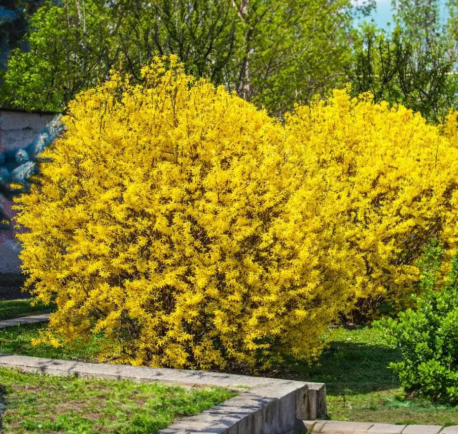 Lynwood Gold Forsythia Live Plant - 6-12" Tall - 4" Pot - Yellow Blooms Shrub - Image 2