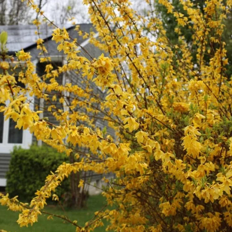 Lynwood Gold Forsythia Live Plant - 6-12" Tall - 4" Pot - Yellow Blooms Shrub - Image 3