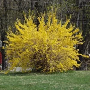 Lynwood Gold Forsythia Live Plant - 6-12" Tall - 4" Pot - Yellow Blooms Shrub - Image 1