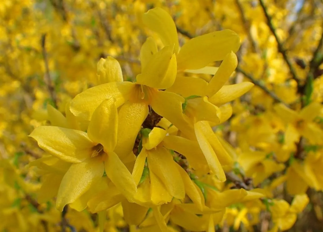 Lynwood Gold Forsythia Live Plant - 6-12" Tall - 4" Pot - Yellow Blooms Shrub - Image 4