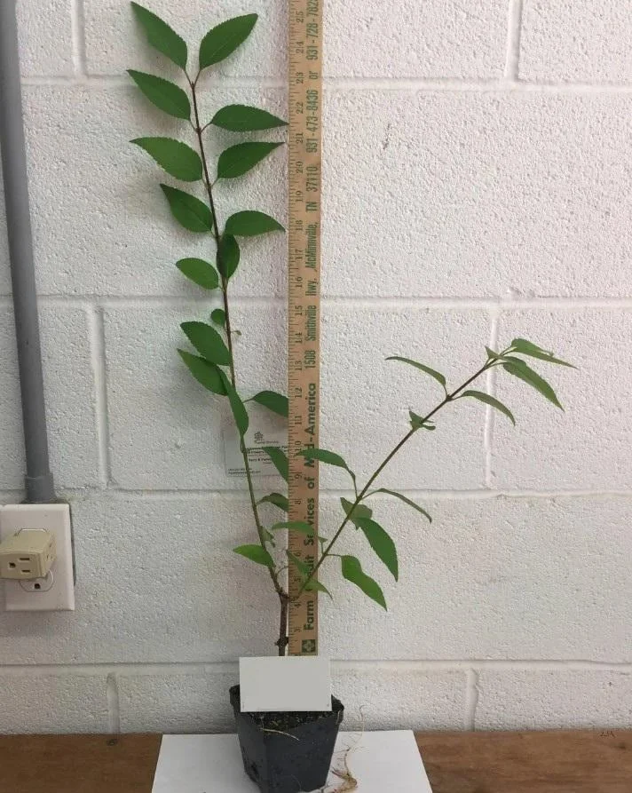 Lynwood Gold Forsythia Live Plant - 6-12" Tall - 4" Pot - Yellow Blooms Shrub - Image 5