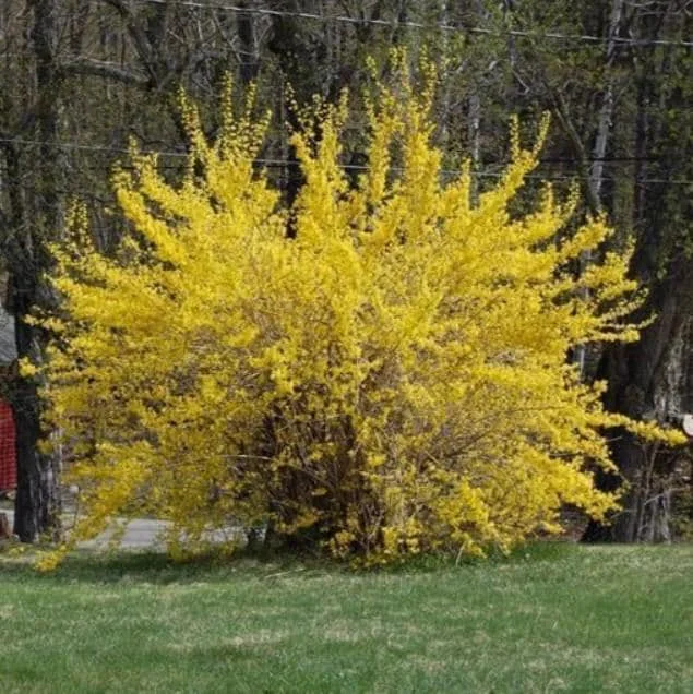 Lynwood Gold Forsythia Live Plant - 6-12" Tall - 4" Pot - Yellow Blooms Shrub - Image 1