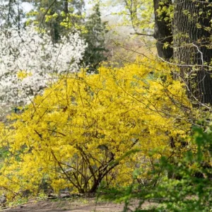 Lynwood Gold Forsythia Live Plant – Quart Pot – Vibrant Yellow Flowering Shrub - Image 10