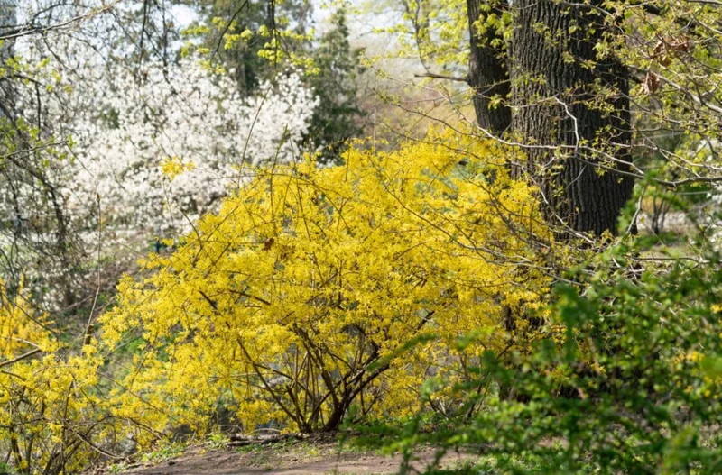 Lynwood Gold Forsythia Live Plant – Quart Pot – Vibrant Yellow Flowering Shrub - Image 10