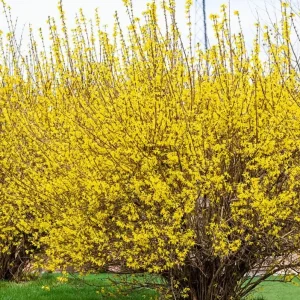 Lynwood Gold Forsythia Live Plant – Quart Pot – Vibrant Yellow Flowering Shrub - Image 2