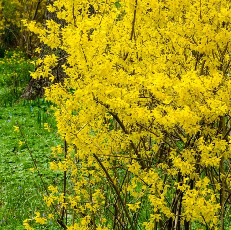 Lynwood Gold Forsythia Live Plant – Quart Pot – Vibrant Yellow Flowering Shrub - Image 3