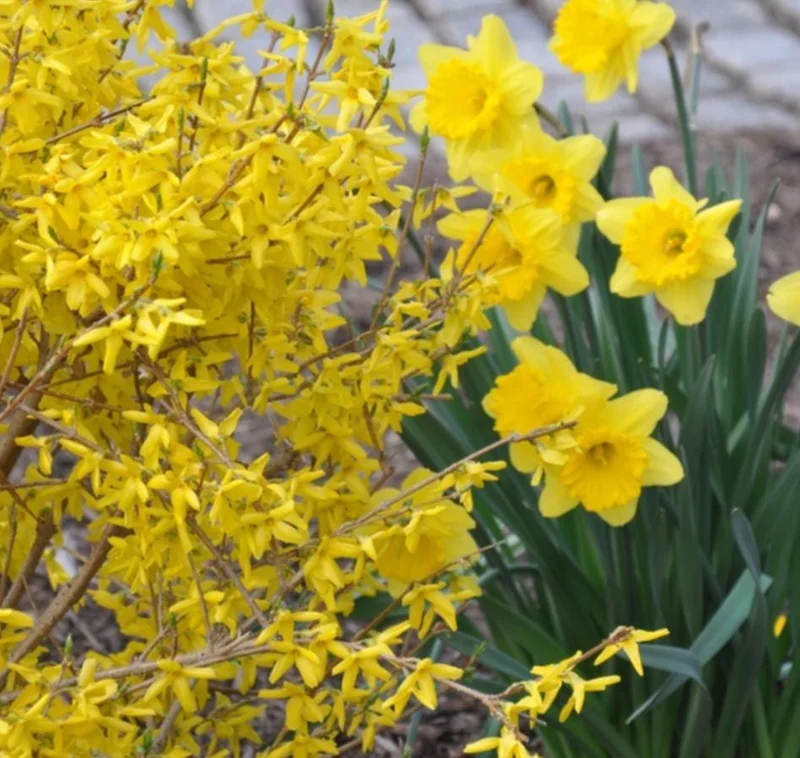 Lynwood Gold Forsythia Live Plant – Quart Pot – Vibrant Yellow Flowering Shrub - Image 5