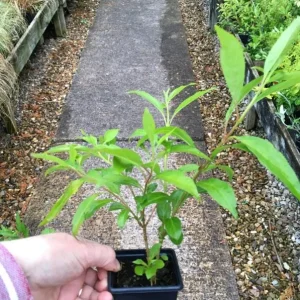 Lynwood Gold Forsythia Live Plant – Quart Pot – Vibrant Yellow Flowering Shrub - Image 7