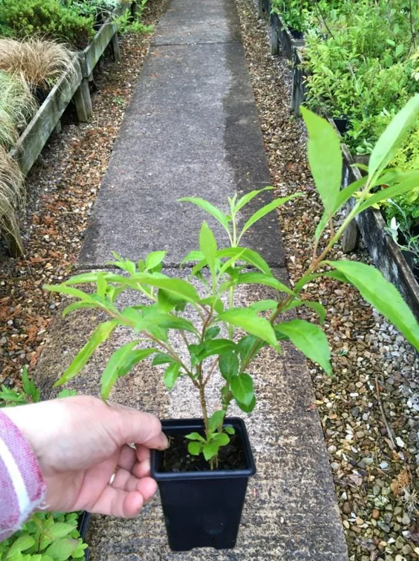 Lynwood Gold Forsythia Live Plant – Quart Pot – Vibrant Yellow Flowering Shrub - Image 7