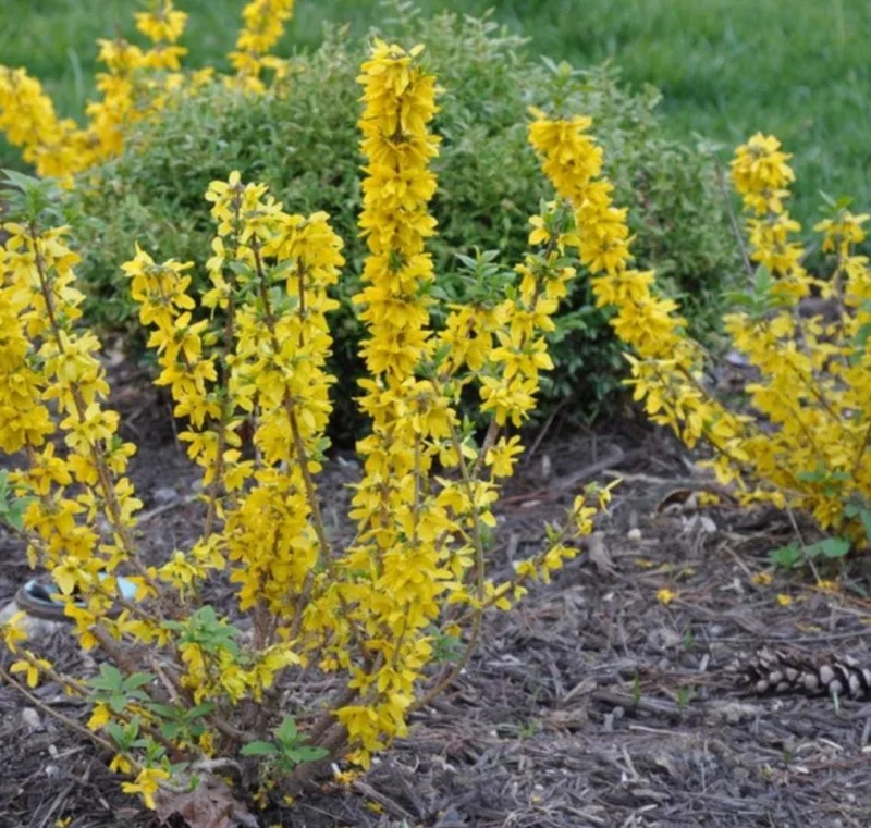 Lynwood Gold Forsythia Live Plant – Quart Pot – Vibrant Yellow Flowering Shrub - Image 8