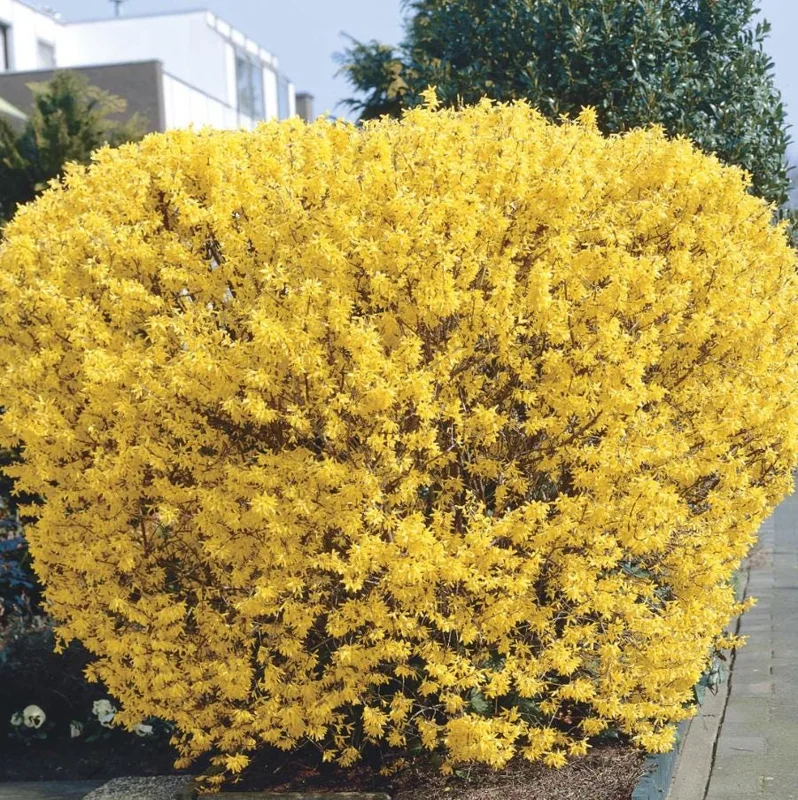 Lynwood Gold Forsythia Live Plant – Quart Pot – Vibrant Yellow Flowering Shrub - Image 1