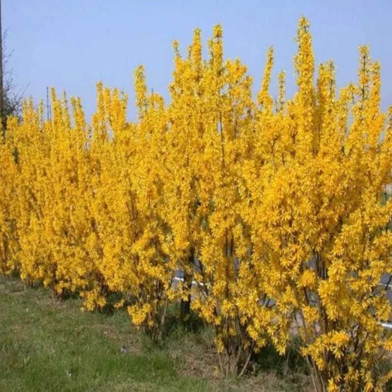 Lynwood Gold Forsythia Live Plant – Yellow Flowering Shrub, 4 inch Pot, Outdoor - Image 10