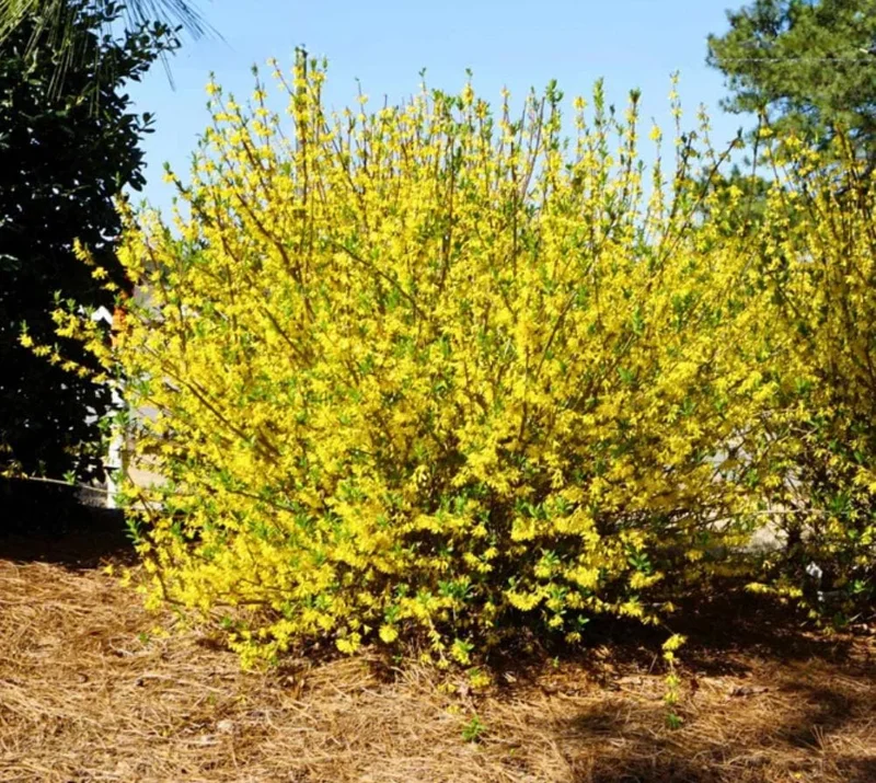 Lynwood Gold Forsythia Live Plant – Yellow Flowering Shrub, 4 inch Pot, Outdoor - Image 2