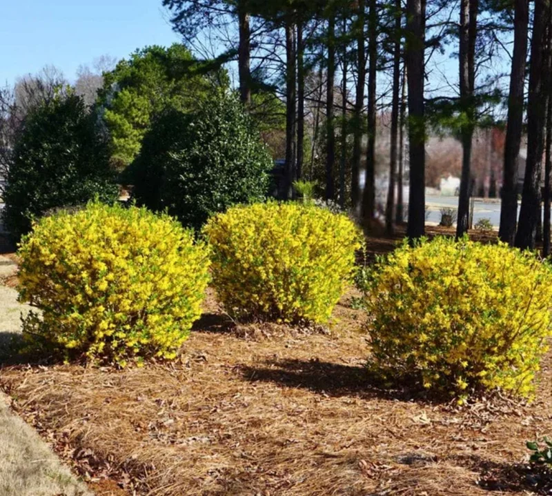 Lynwood Gold Forsythia Live Plant – Yellow Flowering Shrub, 4 inch Pot, Outdoor - Image 3