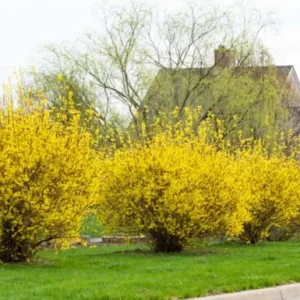 Lynwood Gold Forsythia Live Plant – Yellow Flowering Shrub, 4 inch Pot, Outdoor - Image 4