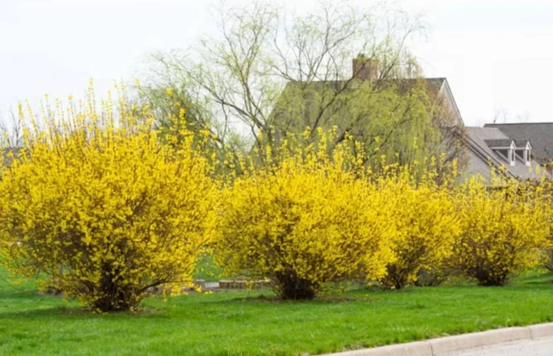 Lynwood Gold Forsythia Live Plant – Yellow Flowering Shrub, 4 inch Pot, Outdoor - Image 4
