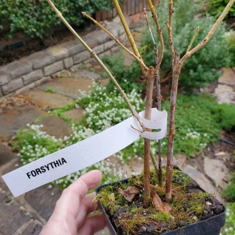 Lynwood Gold Forsythia Live Plant – Yellow Flowering Shrub, 4 inch Pot, Outdoor - Image 6