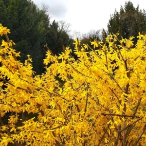 Lynwood Gold Forsythia Live Plant – Yellow Flowering Shrub, 4 inch Pot, Outdoor - Image 7