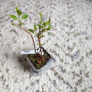 Lynwood Gold Forsythia Live Plant – Yellow Flowering Shrub – 4in Pot - Image 7