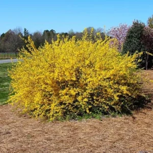 Lynwood Gold Forsythia Live Plant – Yellow Flowering Shrub – 4in Pot - Image 1