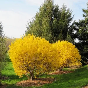 Lynwood Gold Forsythia Live Plant – Yellow Flowering Shrub – 4in Pot - Image 8