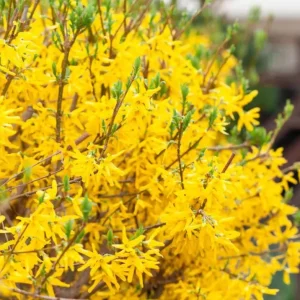 Lynwood Gold Forsythia Live Plant – Yellow Flowering Shrub, 4 inch Pot, Outdoor - Image 8