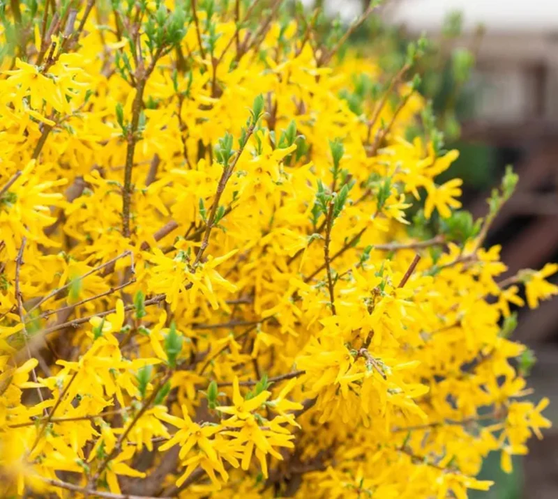 Lynwood Gold Forsythia Live Plant – Yellow Flowering Shrub, 4 inch Pot, Outdoor - Image 8