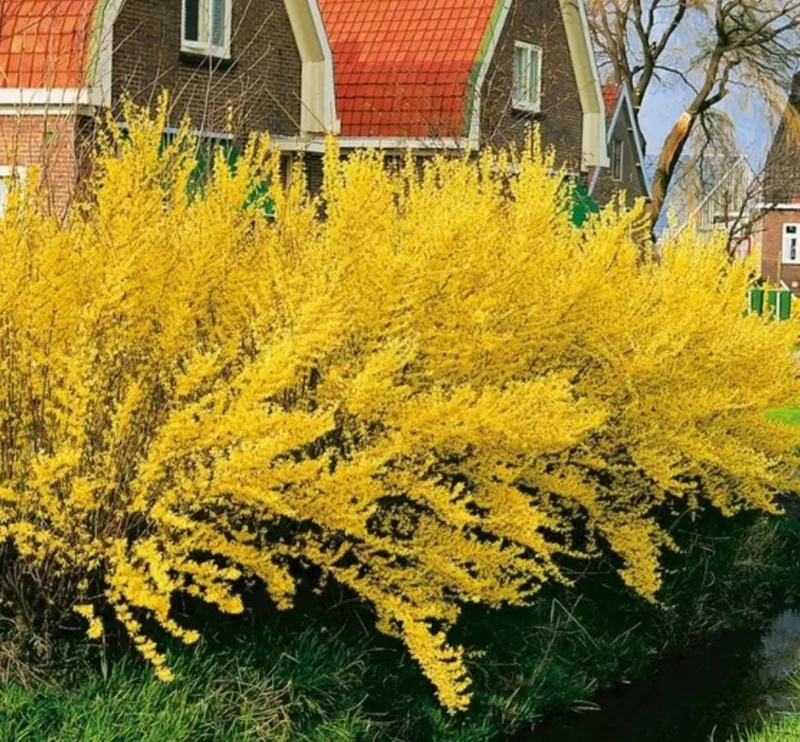 Lynwood Gold Forsythia Live Plant – Yellow Flowering Shrub, 4 inch Pot, Outdoor - Image 9