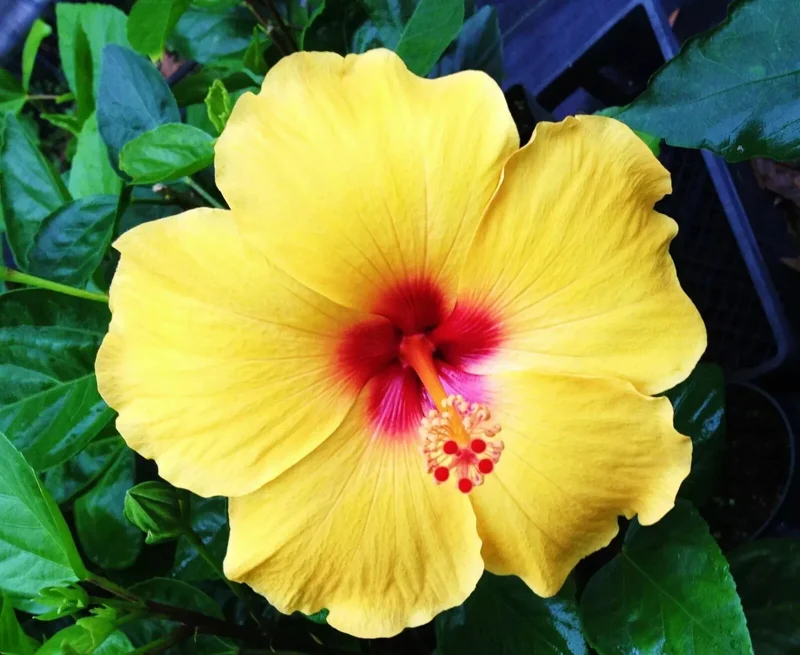 Madagascar Hibiscus Moscheutos Live Plant - Starter Mallow Malvaceae - Indoor/Outdoor - Image 1