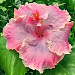 Madagascar Hibiscus Moscheutos Mallow Live Starter Plant - Rose of Sharon - Image 1