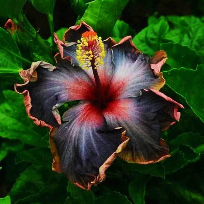 Madagascar Hibiscus Moscheutos Mallow Seeds - 5 Sample Seeds for Planting - Image 1