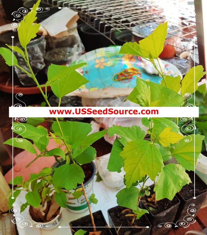 Madagascar Hibiscus Moscheutos Mallow Seeds - 5 Sample Seeds for Planting - Image 3