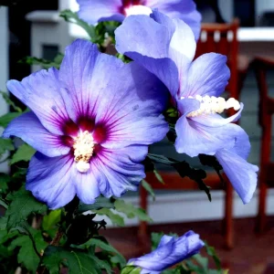 Madagascar Hibiscus Moscheutos Mallow Starter - 7 Live Cuttings - Indoor/Outdoor - Image 1