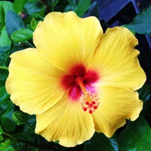 Madagascar Hibiscus Moscheutos Mallow Starter Cuttings - 7 Pack - Image 1