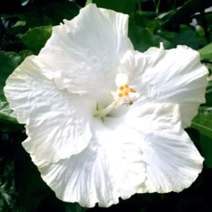 Madagascar Hibiscus Moscheutos Mallow Starter Live Plant - Perennial - Image 1