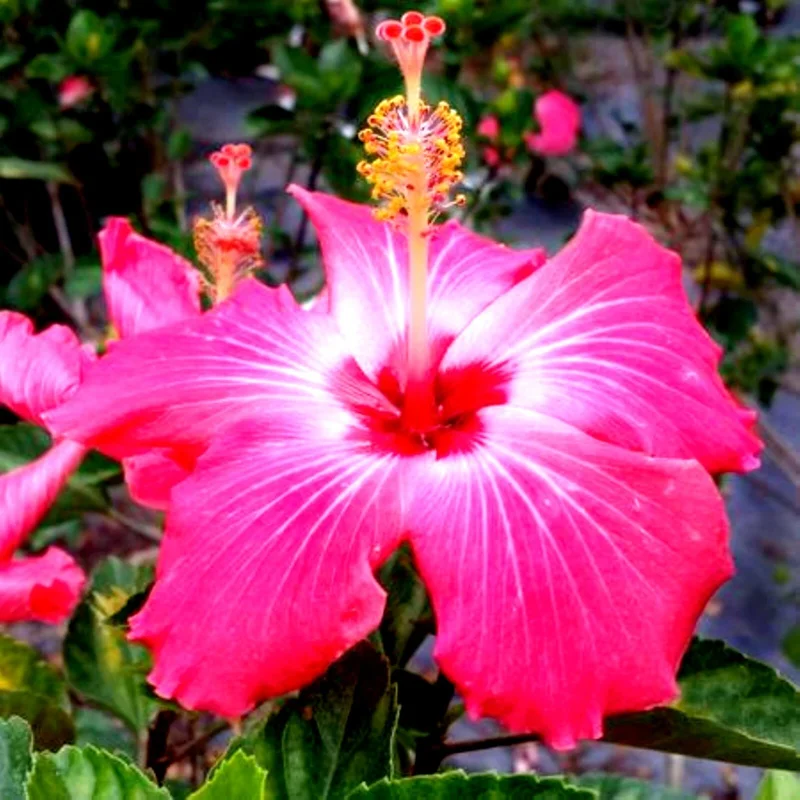 Madagascar Hibiscus Moscheutos Mallow Starter Live Plant - 7 Cuttings - Indoor/Outdoor - Image 1