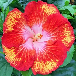 Madagascar Hibiscus Moscheutos Mallow Starter Live Plant - Pink Flowers Indoor/Outdoor - Image 1