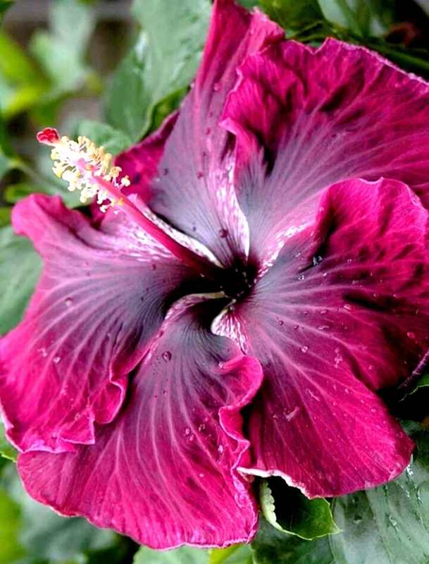 Madagascar Hibiscus Moscheutos Mallow Starter Plant – 7 Cuttings – Indoor/Outdoor - Image 1