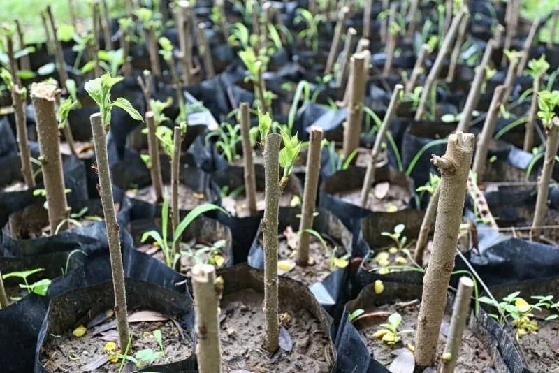 Madagascar Hibiscus Moscheutos Mallow Starter Plant Cuttings - 7 Cuttings - Indoor/Outdoor - Image 2